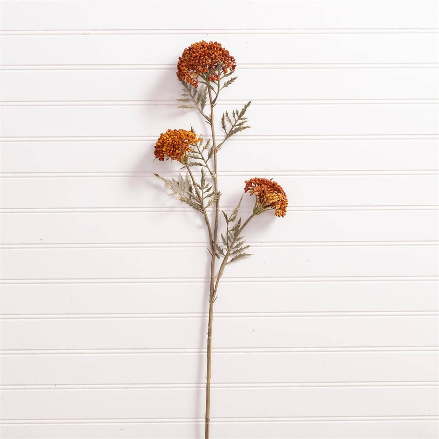 Ozothamnus Tan Pick