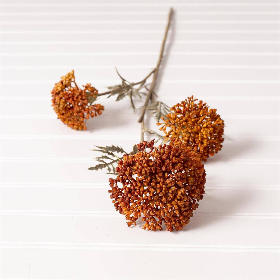 Ozothamnus Tan Pick
